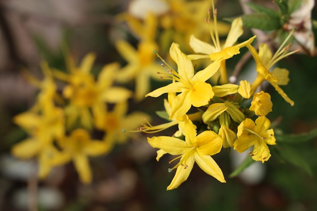 Closeup shot of beautiful azalea flowers in a garden