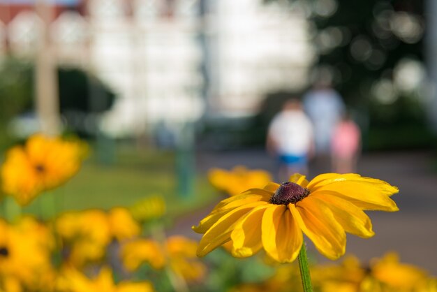 Closeup shot of a beautiful black-eyed susan flower