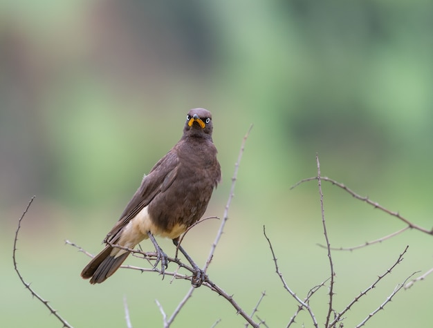 Free photo closeup shot of a beautiful blackbird on blurred forest