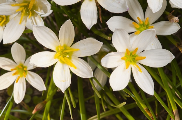 Free photo closeup shot of beautiful bloomed rain lilies - perfect for an article about botany