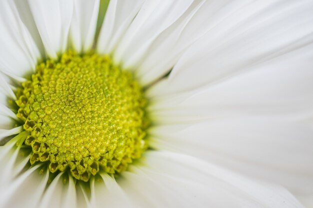 Closeup shot of beautiful blooming chamomile