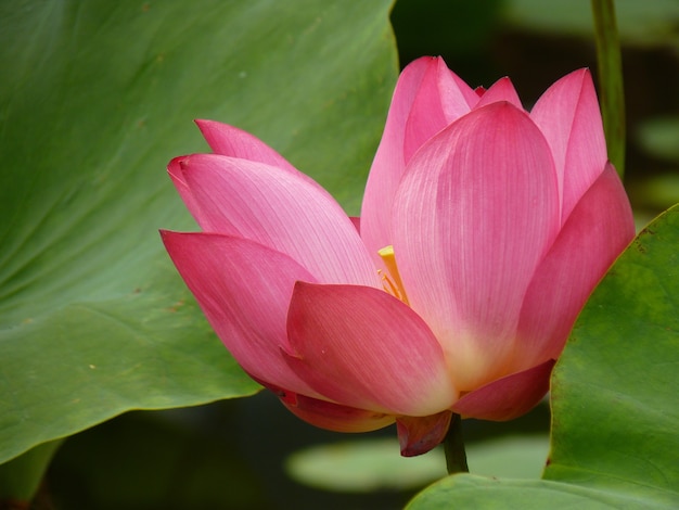 Closeup shot of a beautiful blooming sacred lotus flower with pad leaves in a pond