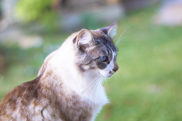 Closeup shot of a beautiful blue-eyed white and brown cat with a blurry background