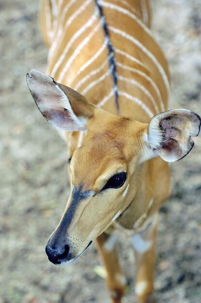 Снимок красивой антилопы Бонго с белыми полосами крупным планом