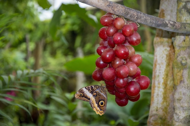 Closeup shot of a beautiful brown butterfly