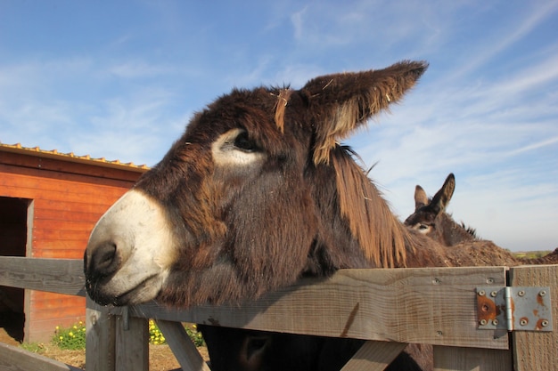 Closeup shot of a beautiful brown donkey with a cloudy blue sky