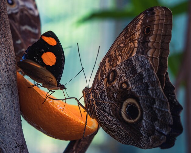 Снимок крупным планом красивых бабочек, едящих дольку апельсина