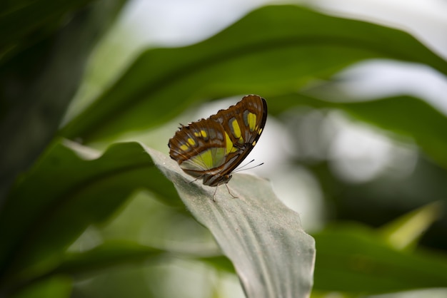 Free photo closeup shot of a beautiful butterfly on a green plant with a blurred background