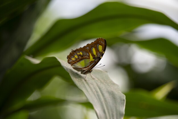 背景をぼかした写真の緑の植物に美しい蝶のクローズアップショット