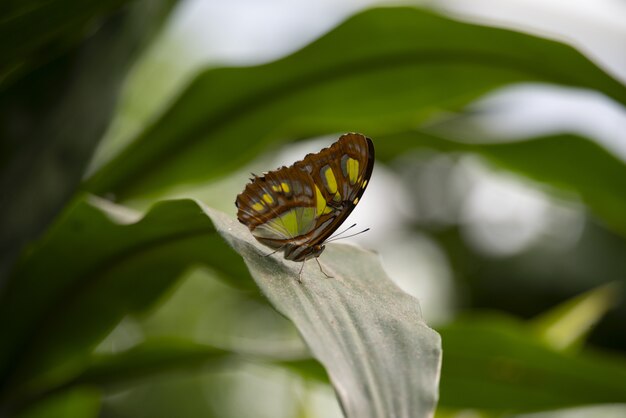 Closeup shot of a beautiful butterfly on a green plant with a blurred background