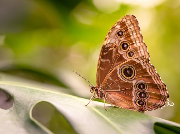 Closeup shot of a beautiful butterfly sitting on a green leaf