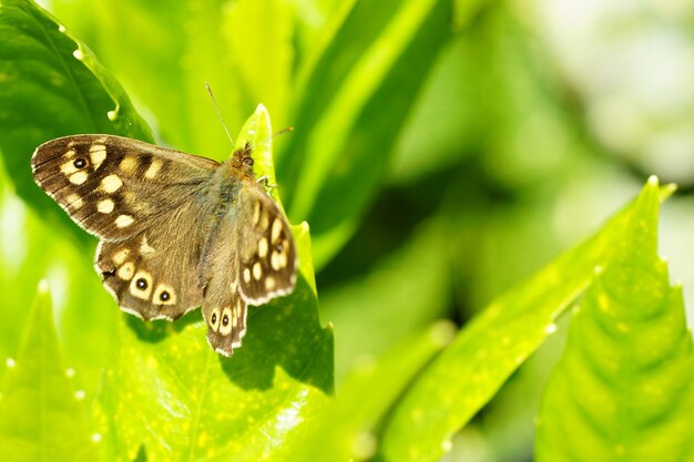 Closeup shot of a beautiful butterfly sitting on a green leaf