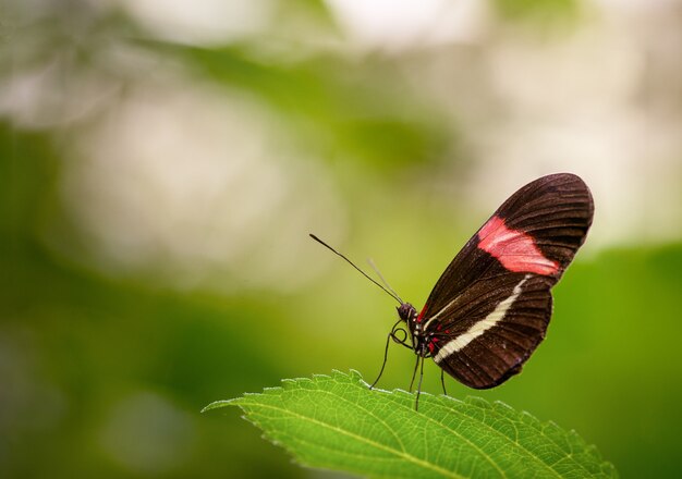 Closeup shot of a beautiful butterfly sitting on a green leaf