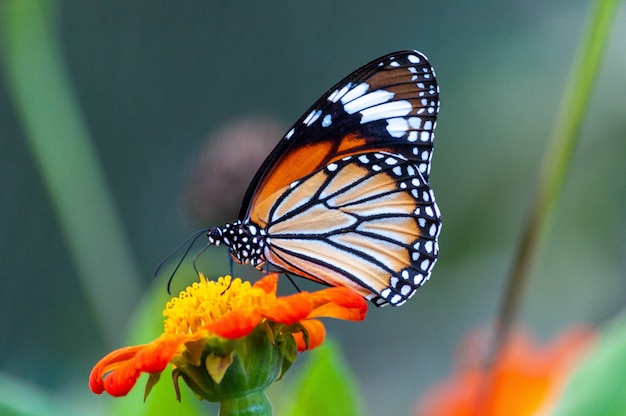 Closeup shot of a beautiful butterfly with interesting textures on an orange-petaled flower