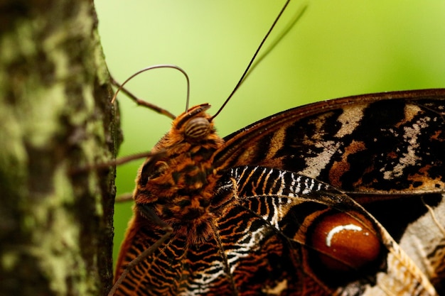 Free photo closeup shot of a beautiful butterfly