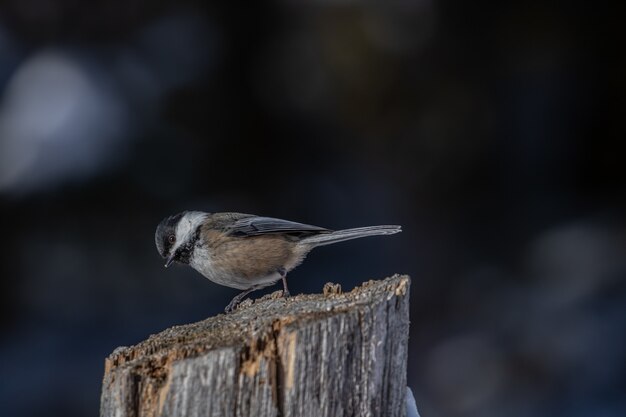 Closeup shot of a beautiful carolina chickadee resting on the log