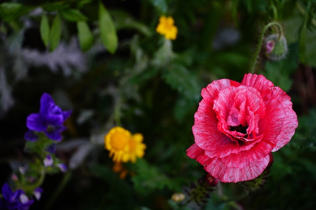 Closeup shot of beautiful colorful flowers