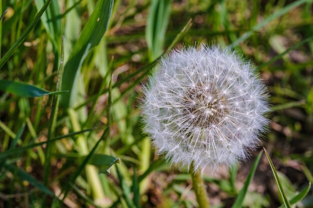 Closeup shot of a beautiful dandelion captured at daytime in the middle of a garden