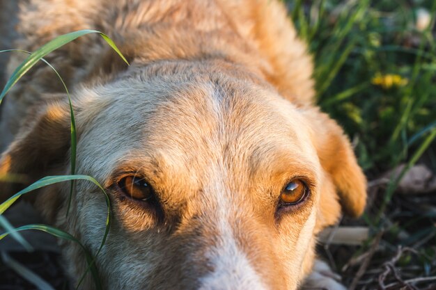 Closeup shot of a beautiful dog in a field while looking at the camera captured on a sunny day