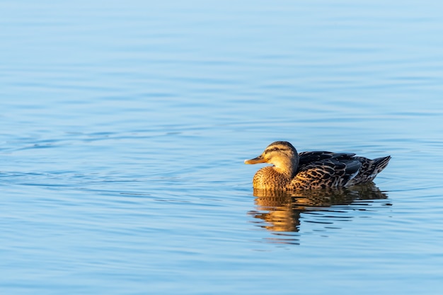 Closeup shot of a beautiful duck swimming in the pure water of a lake