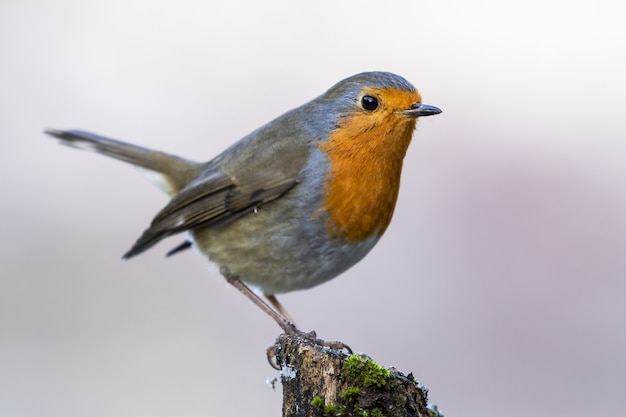 Closeup shot of a beautiful European robin sitting on a piece of wood