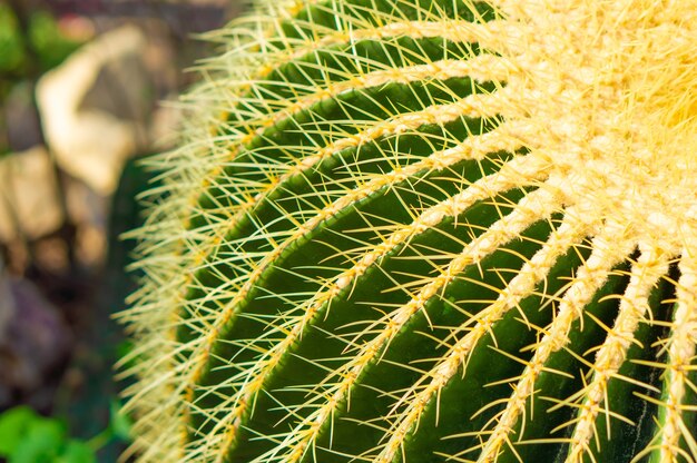 Closeup shot of a beautiful exotic hedgehog cactus