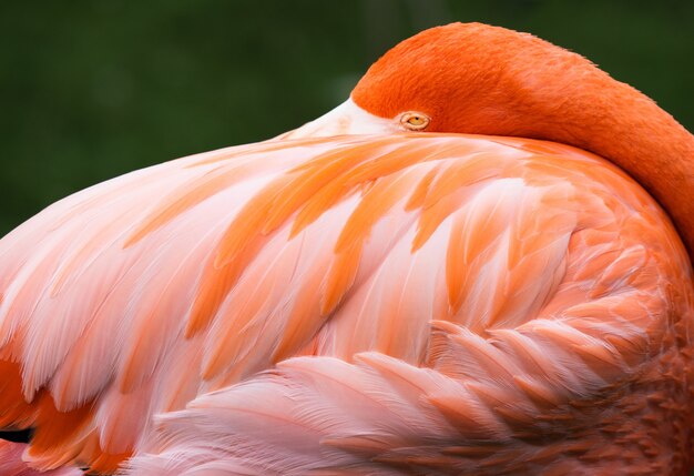 Closeup shot of a beautiful flamingo