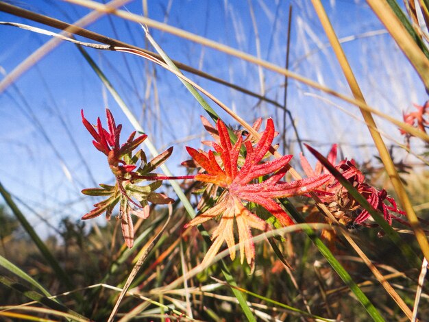 Closeup shot of a beautiful flower growing in a forest