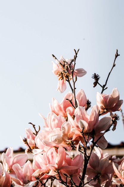 Primo piano di bellissimi fiori con petali delicati