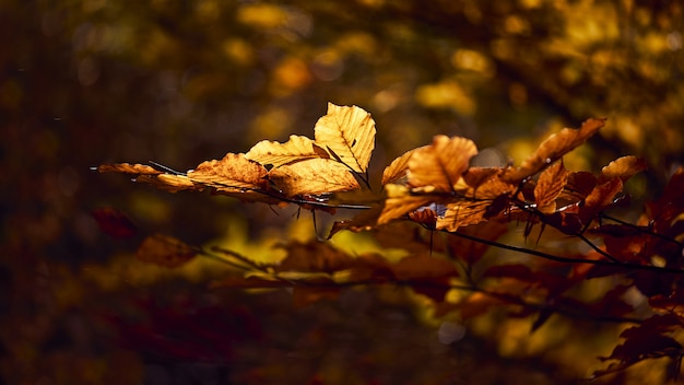 Макрофотография выстрел из красивых золотых листьев на ветке с размытым фоном