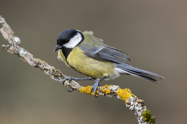 Closeup shot of a beautiful great tit sitting on a branch with a blurry