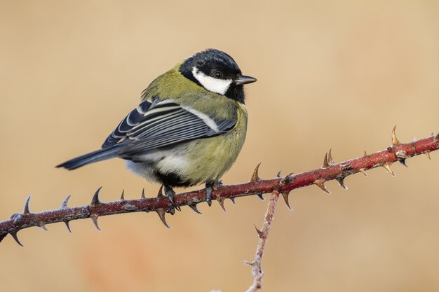 Closeup shot of a beautiful great tit sitting on a thorny branch with a blurry