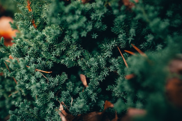 Foto gratuita primo piano di un bellissimo pino verde in una foresta