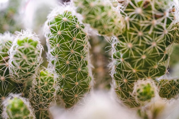 Closeup shot of a beautiful green succulent plant