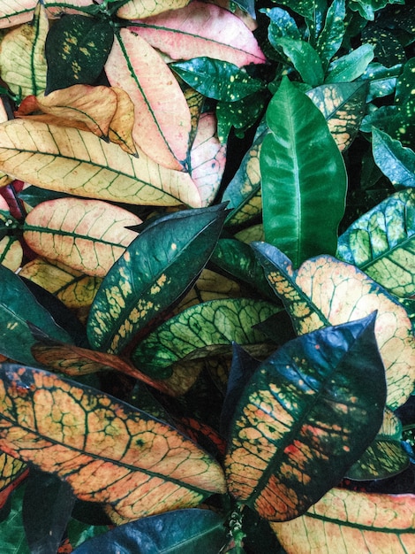 Closeup shot of beautiful greenery of a forest for background or wallpaper