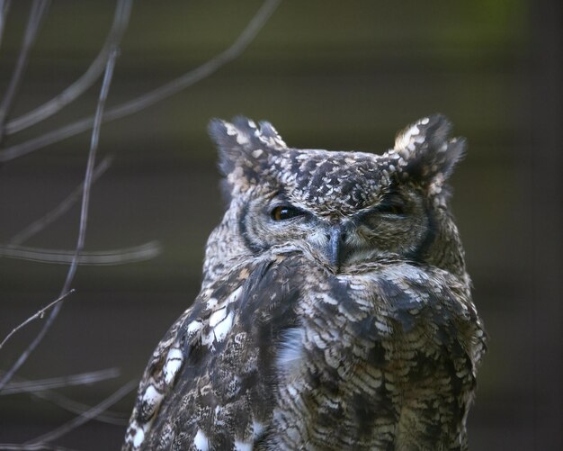 Closeup shot of a beautiful grey owl