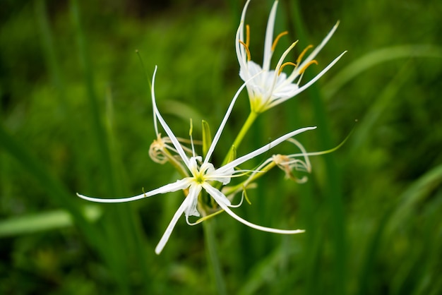 아름다운 Hymenocallis speciosa 꽃의 근접 촬영 샷