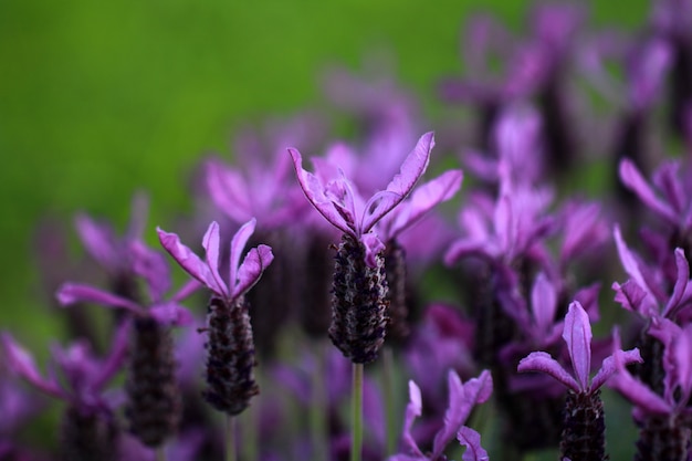 Closeup shot of beautiful lavenders on a blurry