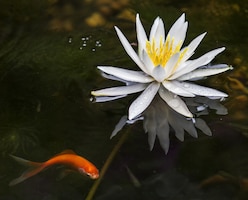 Closeup shot of a beautiful lotus flower blooming in a lake with a gold fish on the side