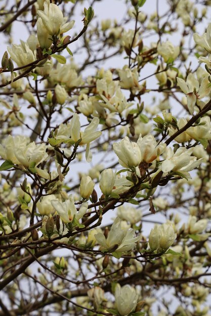 Colpo del primo piano di bellissimi fiori di magnolia su uno sfocato