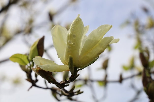 Foto gratuita colpo del primo piano di bellissimi fiori di magnolia su uno sfocato