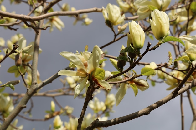 Foto gratuita colpo del primo piano di bellissimi fiori di magnolia