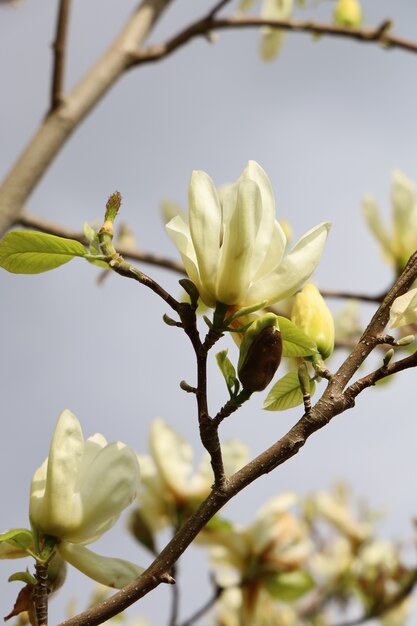 Closeup shot of beautiful magnolia flowers