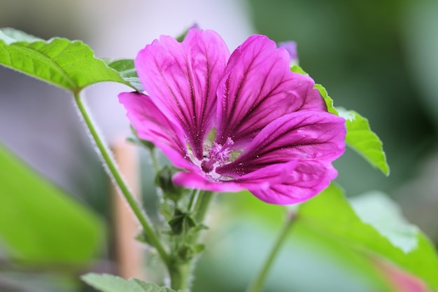 Closeup shot of a beautiful Malva flower