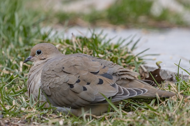 Closeup shot of a beautiful mourning dove resting on a grass ground