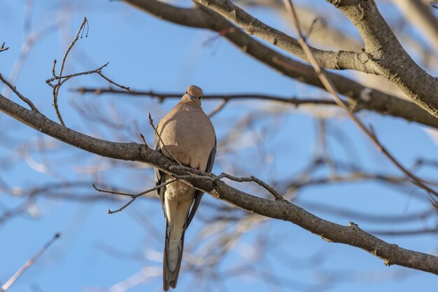 Closeup shot of a beautiful mourning dove resting on tree branch