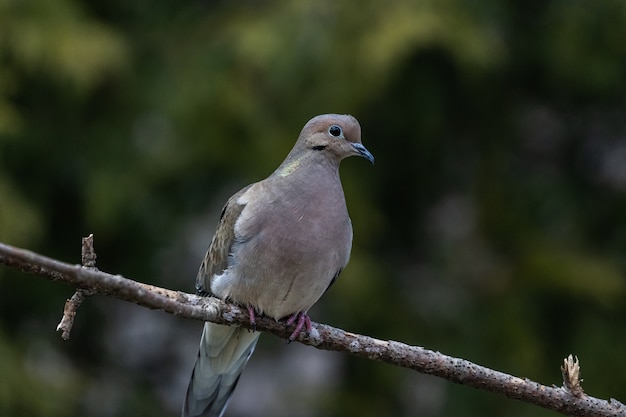 Closeup shot of a beautiful mourning dove resting on a twig