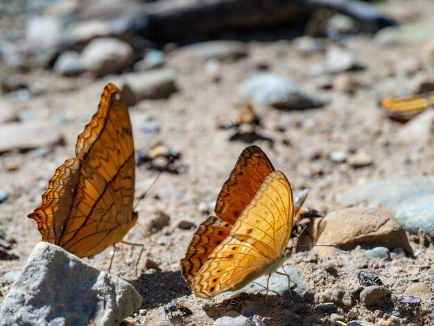 Closeup shot of beautiful orange butterflies in nature