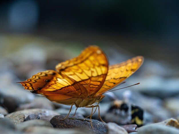 Closeup shot of a beautiful orange butterfly on stones in nature