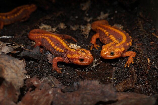 Closeup shot of a beautiful orange and endangered crocodiles newt on a wet ground against each other
